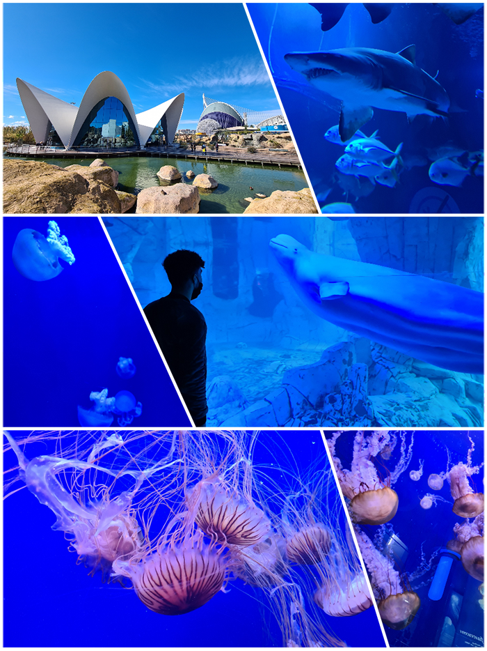 PUNTO DE ENCUENTRO: 14.00H EN LA ENTRADA DE OCEANOGRAFIC.